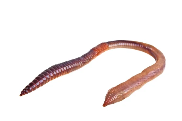 Pozemský červ izolovaný na bílém pozadí — Stock fotografie
