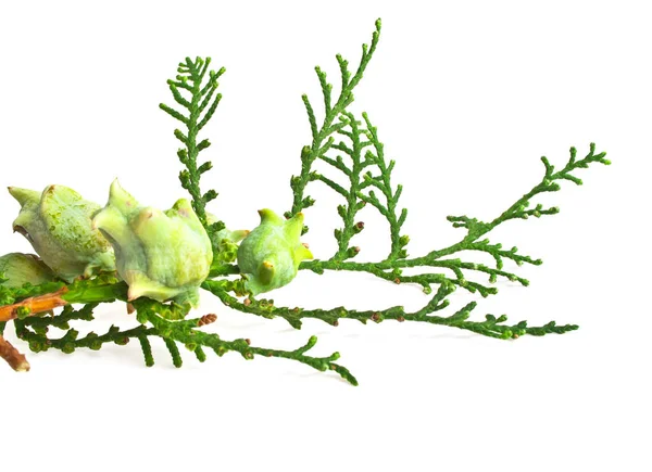 Takje geïsoleerd op een witte achtergrond, levensboom thuja — Stockfoto