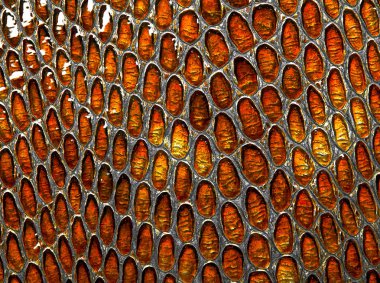 Yılan derisi arka plan olarak