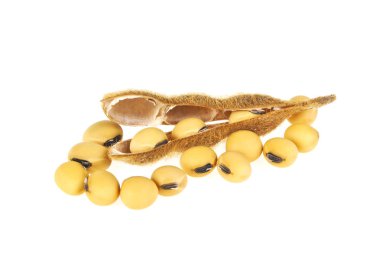 Beyaz arka plan üzerinde izole soya bakla. Soya - protein bitki 