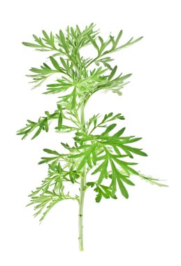 Beyaz arka plan üzerinde izole sagebrush dal