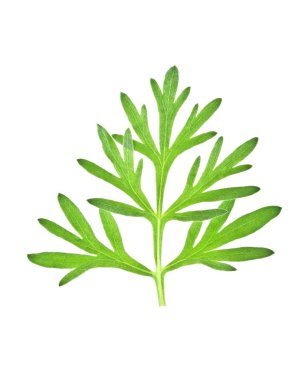 Beyaz arka plan üzerinde izole sagebrush dal