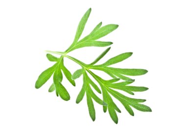 Beyaz arka plan üzerinde izole sagebrush dal