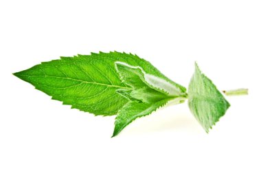 Beyaz bir arka plan üzerinde taze melissa izole