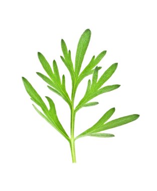 Beyaz arka plan üzerinde izole sagebrush dal