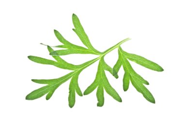 Beyaz arka plan üzerinde izole sagebrush dal