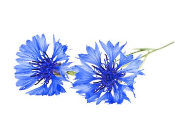 peygamberçiçeği mavi - beyaz zemin üzerine centaurea