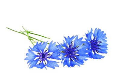 peygamberçiçeği mavi - beyaz zemin üzerine centaurea