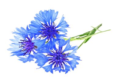 peygamberçiçeği mavi - beyaz zemin üzerine centaurea