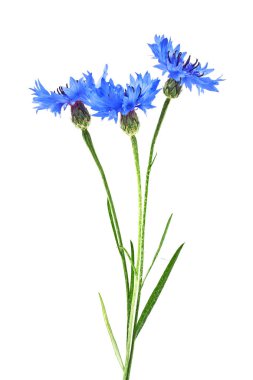 peygamberçiçeği mavi - beyaz zemin üzerine centaurea