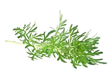 Beyaz arka plan üzerinde izole sagebrush dal