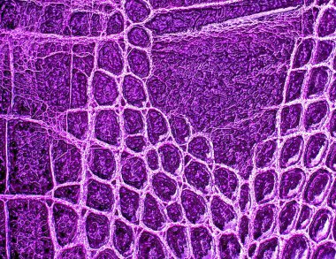 Timsah derisi doku arkaplanı