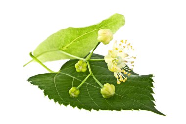 ıhlamur çiçek beyaz zemin üzerine