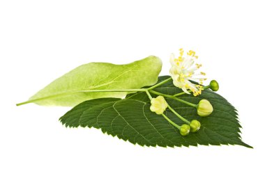 ıhlamur çiçek beyaz zemin üzerine