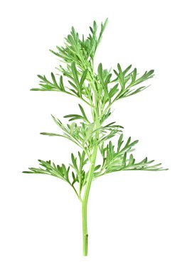 Beyaz arka plan üzerinde izole sagebrush dal