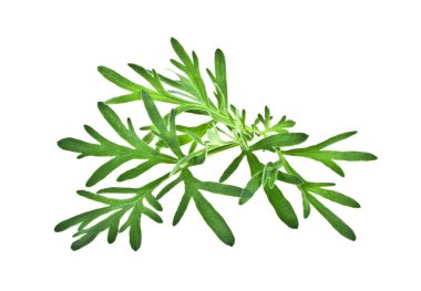 Beyaz arka plan üzerinde izole sagebrush dal