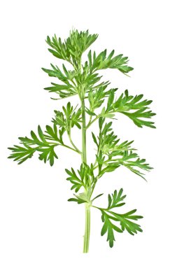 Beyaz arka plan üzerinde izole sagebrush dal