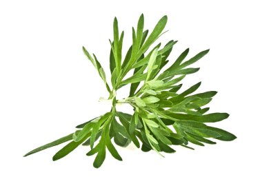 Beyaz arka plan üzerinde izole sagebrush dal