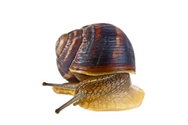 Beyaz arka plan üzerinde izole Bahçe salyangoz