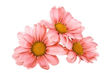 Beyaz arka plan üzerinde izole kırmızı krizantem çiçeği