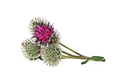 Devedikeni çiçeği beyaz arkaplanda izole edilmiş