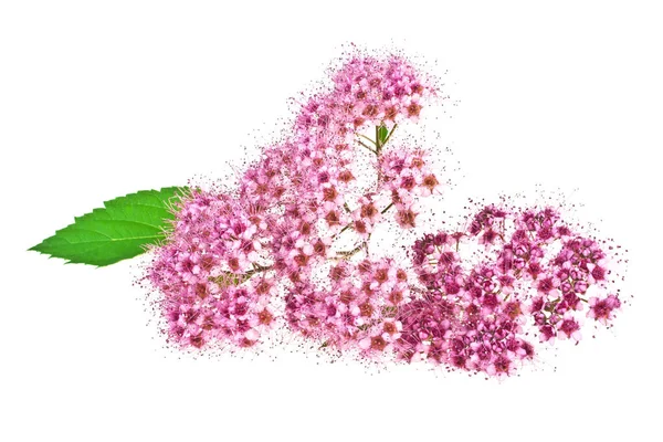 Rote wilde Blume isoliert auf weißem Hintergrund — Stockfoto