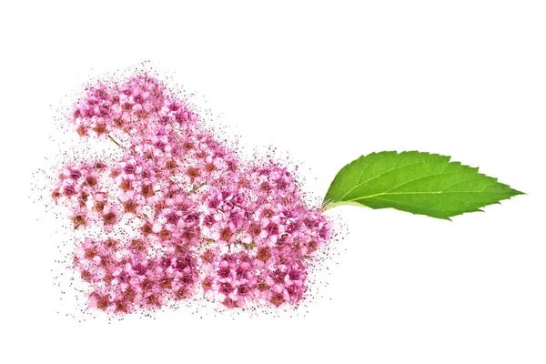 Flor salvaje roja aislada sobre fondo blanco — Foto de Stock