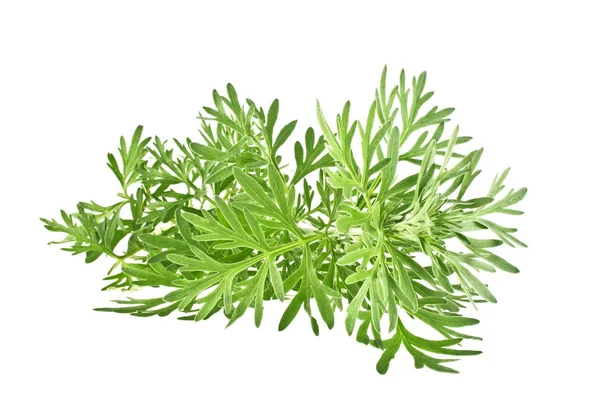 Beyaz arka plan üzerinde izole sagebrush dal