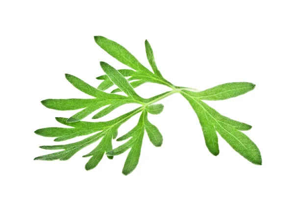 Sagebrush ramoscello isolato su sfondo bianco — Foto Stock
