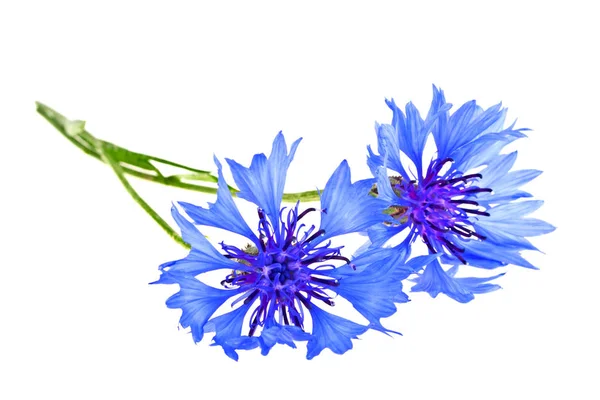 Cornflower azul Centaurea sobre un fondo blanco — Foto de Stock