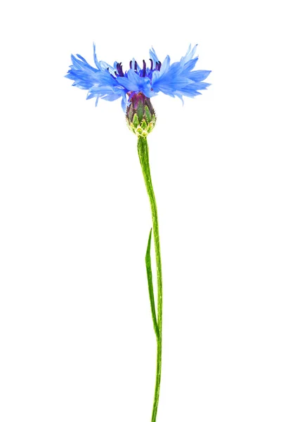 Blue Cornflower - Centaurea на белом фоне — стоковое фото