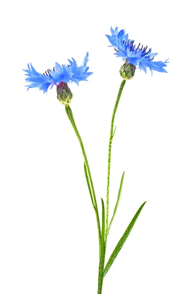 Cornflower azul Centaurea sobre un fondo blanco — Foto de Stock