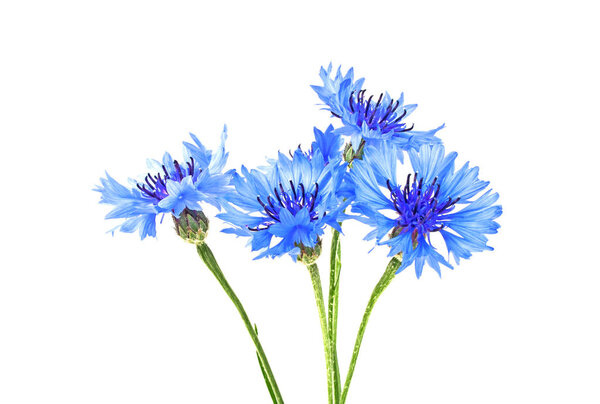 Blue Cornflower - Centaurea on a white background