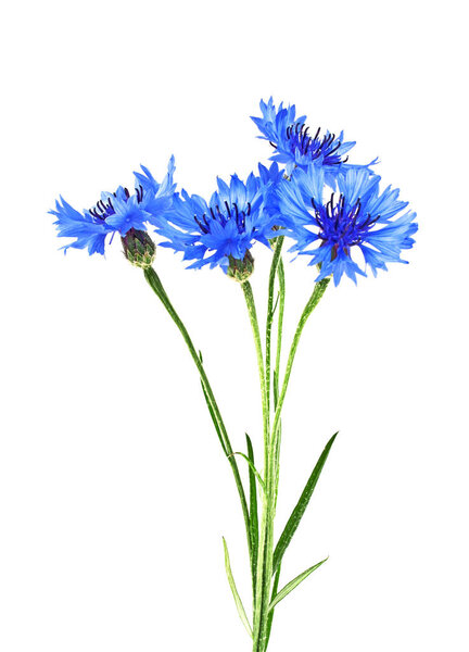 Blue Cornflower - Centaurea на белом фоне
