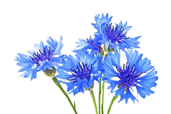 Cornflower azul Centaurea sobre un fondo blanco — Foto de Stock