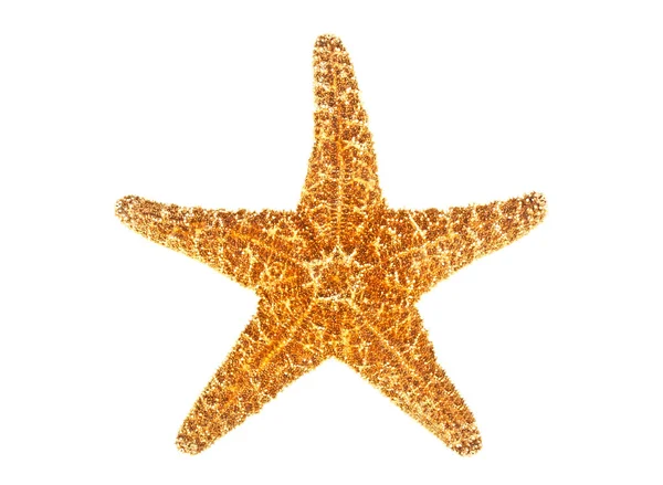deniz yıldızı beyaz arkaplanda izole