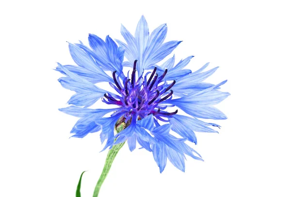 Bleuet bleu - Centaurée sur fond blanc — Photo