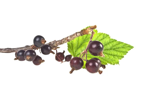 Branch of black currant on a white background — Stock Photo, Image