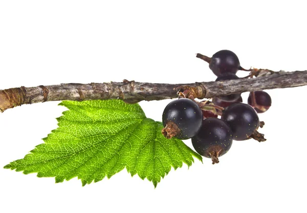 Ramo di ribes nero su sfondo bianco — Foto Stock