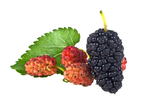 Fresh mulberry on a white background — Stock Photo, Image