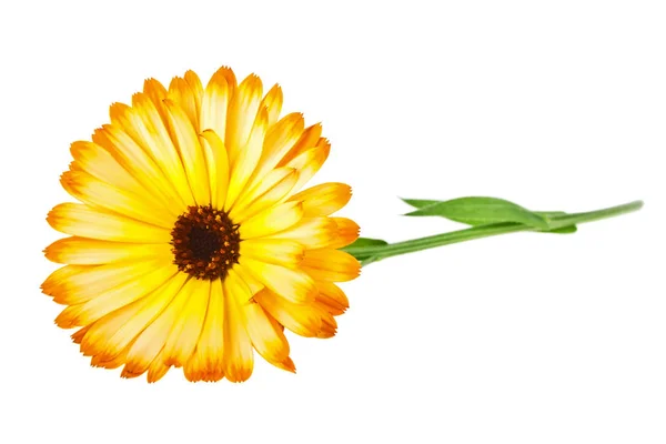 Calendula. Ringblomma blomma med blad isolerad på en vit backg — Stockfoto