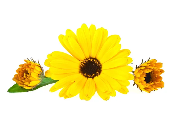 Calendula. Goudsbloem bloem met bladeren geïsoleerd op een witte backg — Stockfoto