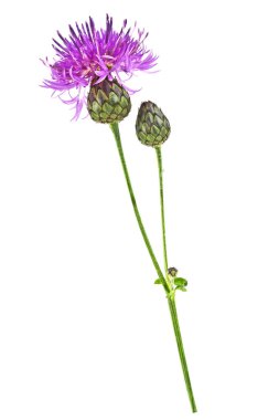 Mor Peygamber Çiçeği - beyaz bir arka plan üzerinde Centaurea