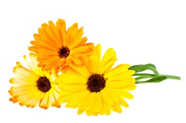 Calendula. Kadife çiçeği çiçek yaprakları üzerinde beyaz bir backg izole ile