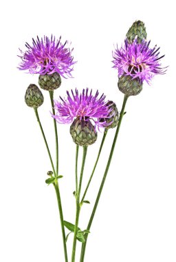 Mor Peygamber Çiçeği - beyaz bir arka plan üzerinde Centaurea