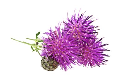 Mor Peygamber Çiçeği - beyaz bir arka plan üzerinde Centaurea