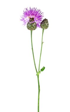 Mor Peygamber Çiçeği - beyaz bir arka plan üzerinde Centaurea