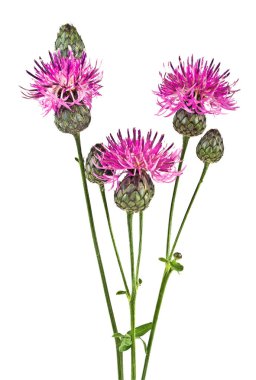 Kırmızı Peygamber Çiçeği - beyaz bir arka plan üzerinde Centaurea