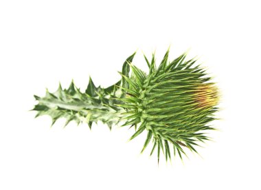 Süt Thistle bitki (Silybum marianum) bitkisel ilaç. Bu viski