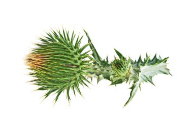 Süt Thistle bitki (Silybum marianum) bitkisel ilaç. Bu viski